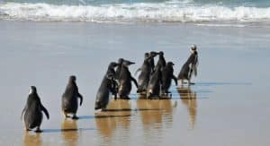 Leia mais sobre o artigo Pinguins voltam para o mar em Florianópolis após recuperação