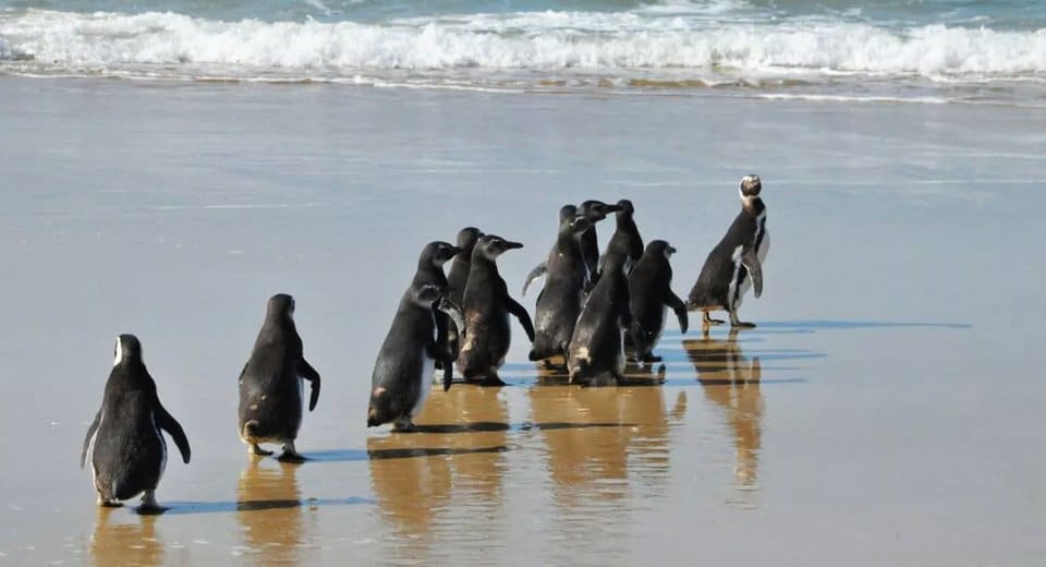 pinguins em Florianópolis