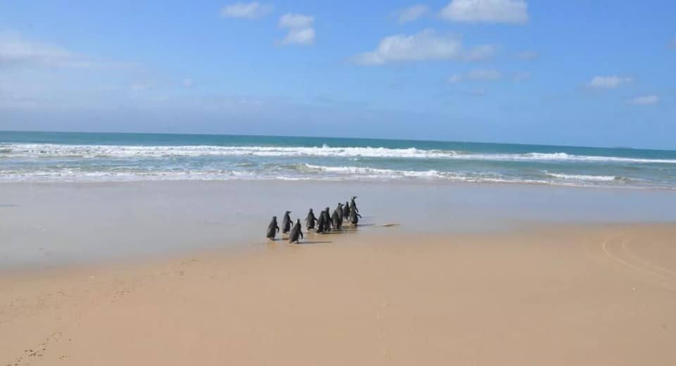 Pinguins voltam para o mar em Florianópolis após recuperação
