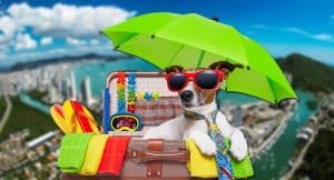 Leia mais sobre o artigo 5 dicas simples para tornar seus passeios por Santa Catarina ainda mais incríveis