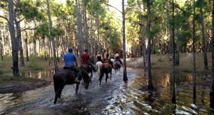 Leia mais sobre o artigo Passeio a Cavalo em Florianópolis: Era só o que faltava neste lugar maravilhoso