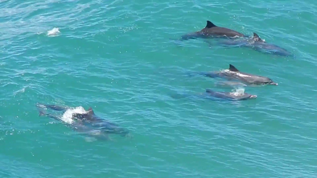 3 Motivos para fazer o Passeio para Ilha de Anhatomirim e avistar golfinhos