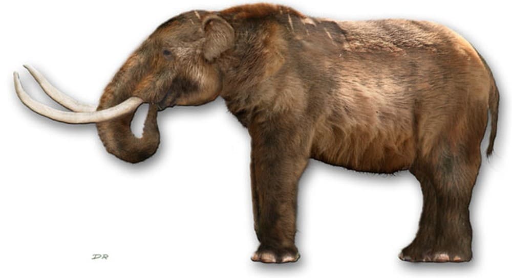 Fóssil de elefante pré-histórico é encontrado em Santa Catarina