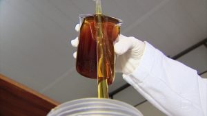 Leia mais sobre o artigo Mel produzido na Serra de Santa Catarina não vem das flores e é sucesso na Alemanha