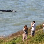 Observação de baleia franca em Santa catarina