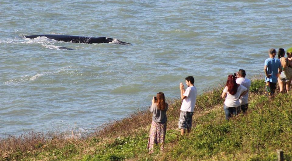 Observação de baleia franca em Santa catarina