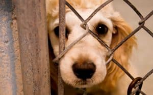 Leia mais sobre o artigo Como fazer denúncia de maus tratos a animais em Florianópolis