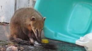 Leia mais sobre o artigo Quatis da Ilha do Campeche usam sabonete e intrigam cientistas