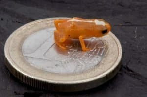 Leia mais sobre o artigo Nova espécie de mini sapo é descoberta em Santa Catarina